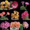 Echinopsis+pseudolobivia seed mix (selection)